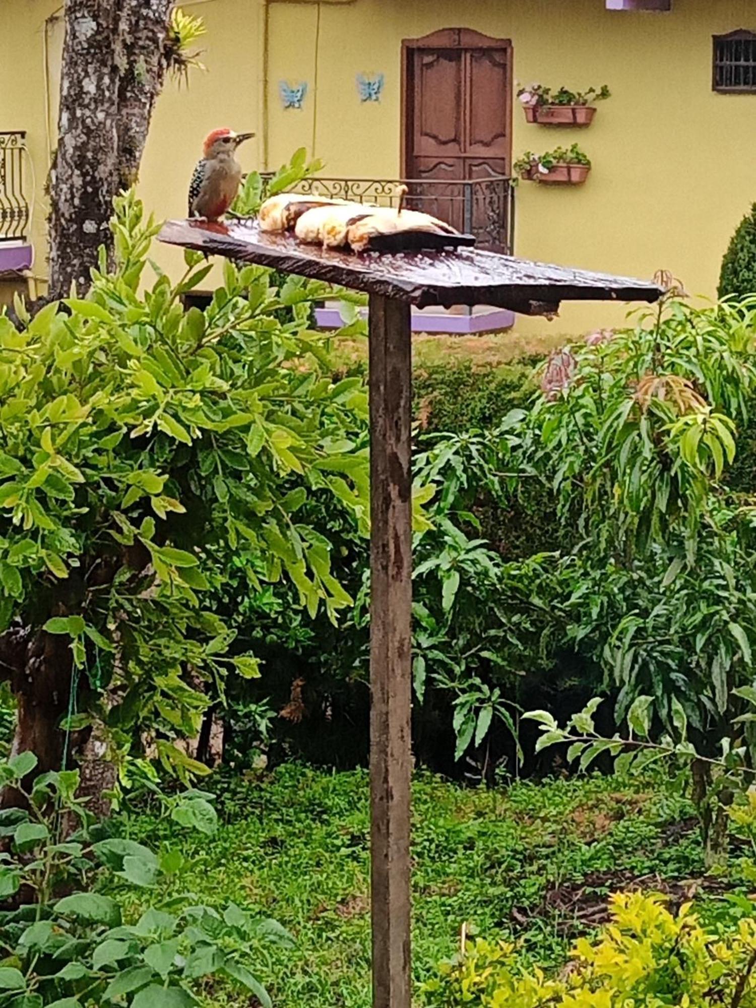 Bird House - Apartament Jardin Εξωτερικό φωτογραφία